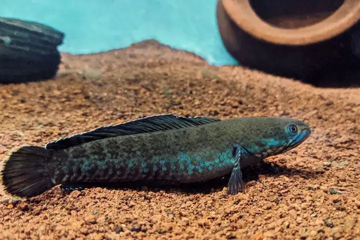 Cá Lóc Bạch Tạng Là Gì?