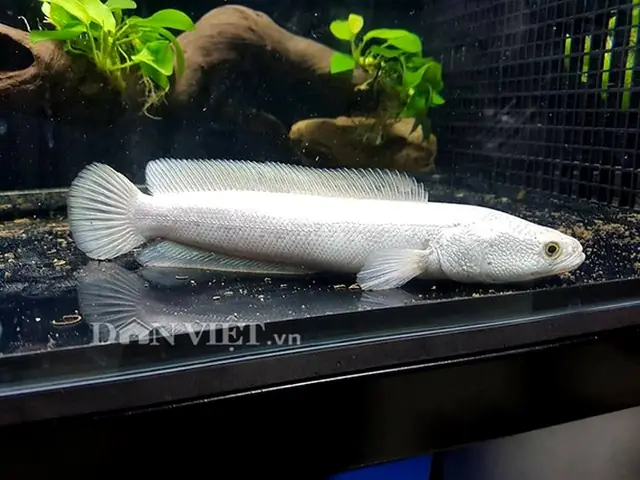 Cá Lóc Bạch Tạng