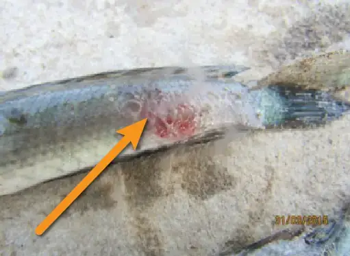 Nguyên Nhân Chính Khiến Cá Lóc Bị Ghẻ