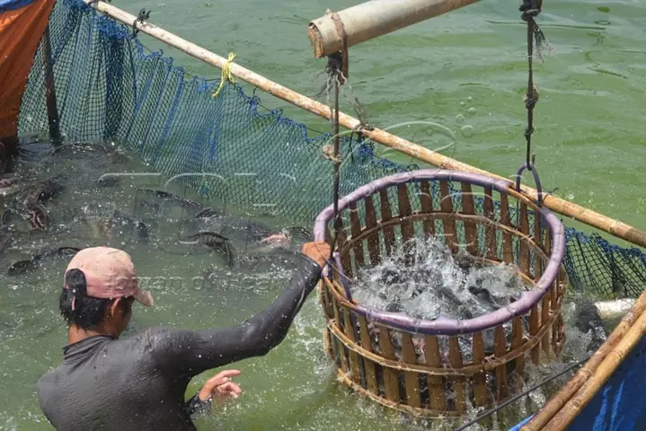 Vì Sao Nên Bổ Sung Món Cá Lóc Bông Phi Lê Bướm Của Toh Fish Trong Bữa Cơm Gia Đình?