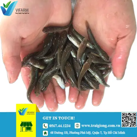Nơi Bán Cá Lóc Bông Giống Giao Hàng Toàn Quốc Nơi Bán Cá Lóc Bông Giống Giao Hàng Toàn Quốc