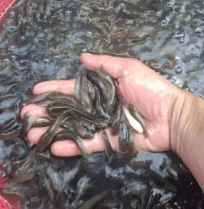 Kinh Nghiệm Mua Cá Lóc Bông Giống Kinh Nghiệm Mua Cá Lóc Bông Giống