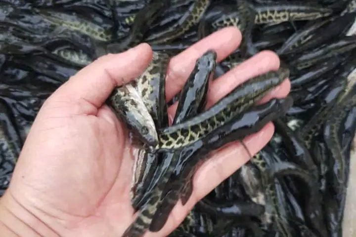 Trang Trại Cung Cấp Cá Lóc Bông Giống Trang Trại Cung Cấp Cá Lóc Bông Giống