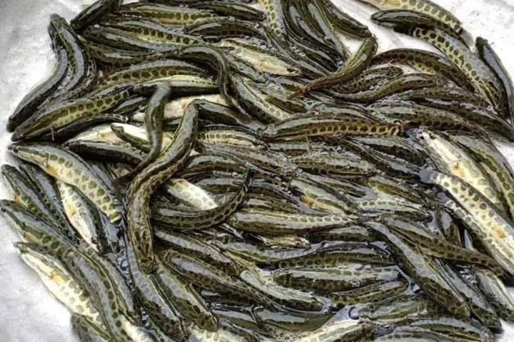 Cách Chọn Mua Cá Lóc Bông Giống Khỏe Mạnh Cách Chọn Mua Cá Lóc Bông Giống Khỏe Mạnh