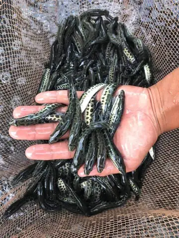 Mua Cá Lóc Bông Giống Ở Đâu Chất Lượng Mua Cá Lóc Bông Giống Ở Đâu Chất Lượng