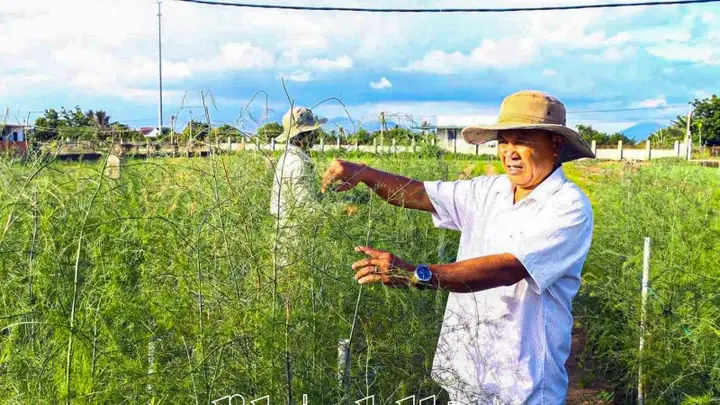 Khu Bảo Tồn Đất Ngập Nước Láng Sen-cây Cỏ Mọc Tự Nhiên