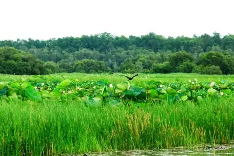 Khu Bảo Tồn Đất Ngập Nước Láng Sen-cây Cỏ Mọc Tự Nhiên