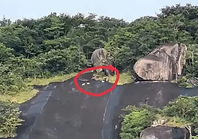 Nỗ Lực Bảo Tồn Các Loài Cá Quý Hiếm, Có Loài Cá Lóc Bông To Bự, Cá Tra "khổng Lồ"