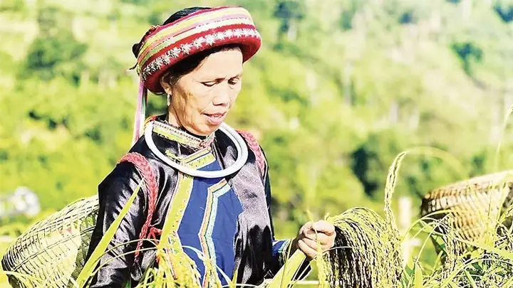 Nỗ Lực Bảo Tồn Các Loài Cá Quý Hiếm, Có Loài Cá Lóc Bông To Bự, Cá Tra "khổng Lồ"