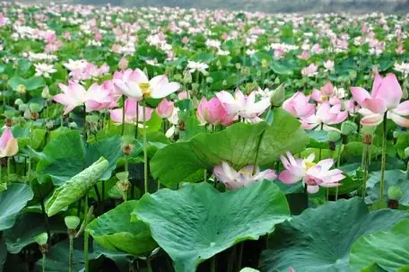 Khu Bảo Tồn Đất Ngập Nước Láng Sen-cây Cỏ Mọc Tự Nhiên