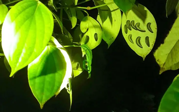 Cá Lóc Bông Khổng Lồ