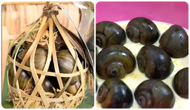 Đặc Điểm Nổi Bật Của Cá Lóc Bông Sen