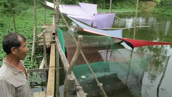 Nuôi Ghép Cá Lóc