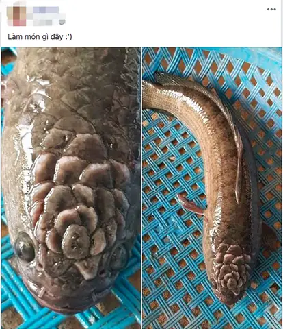 Cá Lóc Có Hoa Trên Đầu: Loài Cá Gì Có Ngoại Hình Đặc Biệt Này?