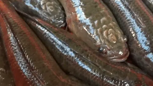 Cá Lóc Có Hoa Trên Đầu: Loài Cá Gì Có Ngoại Hình Đặc Biệt Này?