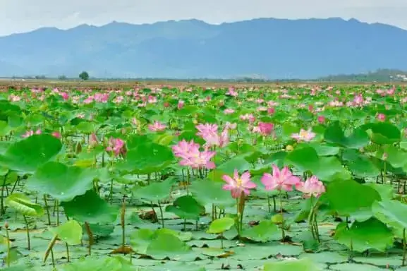 Môi Trường Sống Lý Tưởng Cho Cá Lóc Đầu Bông Sen