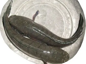 Đồng Tháp: Anh Bùi Văn Mỹ Làm Giàu Nhờ Nuôi Cá Lóc Đầu Nhím