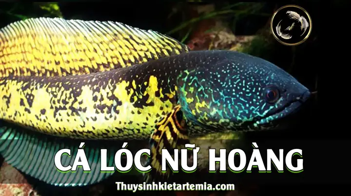 Giá Cá Lóc Nữ Hoàng? Cách Nuôi Lóc Nữ Hoàng Lên Màu Đẹp