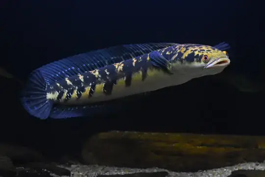 Loài Cá Lóc Nào Được Mệnh Danh Là Lớn Nhất Thế Giới?