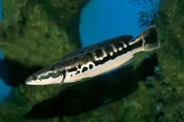 Đặc Điểm Nổi Bật Của Cá Lóc Vảy Rồng Khổng Lồ (channa Micropeltes)