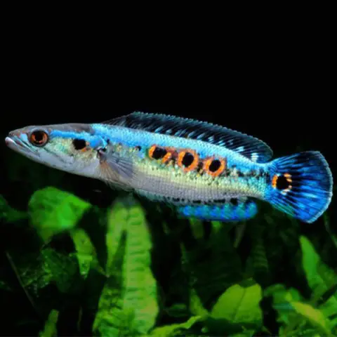 Cá Lóc Mắt Đỏ