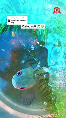 Cá Lóc Mắt Đỏ: Loài Cá Đặc Sản Hay Hiện Tượng Tự Nhiên Kỳ Lạ?