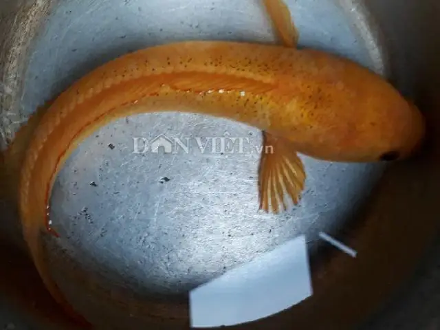 Chưa Từng Thấy: Câu Được Cá Lóc Vàng Ở Ao Hoang, Cả Làng Đến Xem