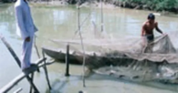 Con Cá Môi Trề Và Chuyện Giàu Nhờ Lũ Con Cá Môi Trề Và Chuyện Giàu Nhờ Lũ