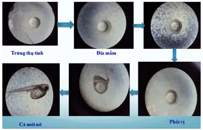 Thử Nghiệm Sinh Sản Nhân Tạo Cá Lóc Đầu Nhím (channa Sp.) Tại ... Thử Nghiệm Sinh Sản Nhân Tạo Cá Lóc Đầu Nhím (channa Sp.) Tại ...