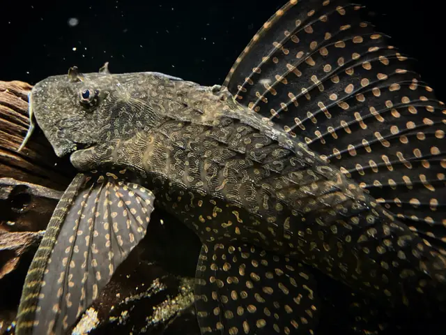 Cá Lóc Nuôi Chung Với Cá Gì? Top 7 Loài Cá Lý Tưởng Cho Bể Cá Săn Mồi