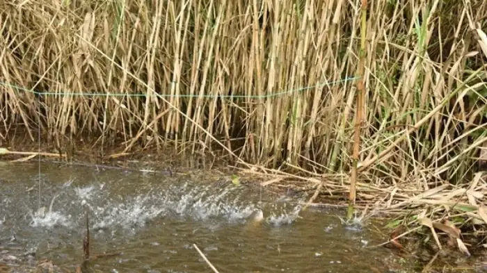 Săn Cá Lóc Ở Rừng U Minh - Ảnh 6.