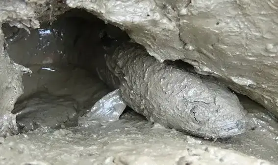 Mùa Sinh Sản: Khi Nào Cá Lóc Bắt Đầu Sinh Sản Tự Nhiên?