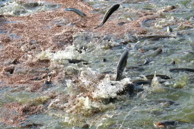 Đặc Điểm Sinh Học Tổng Quan Của Cá Lóc