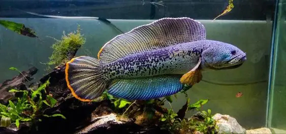 Cá Lóc Cảnh Cá Lóc Cảnh