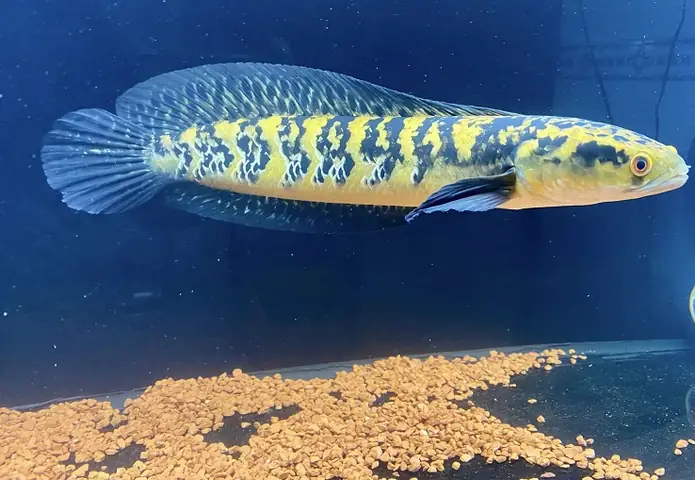 Cá Lóc Thủy Sinh: Loài Cá Nước Ngọt Độc Đáo Và Cách Chăm Sóc Trong Bể Kính