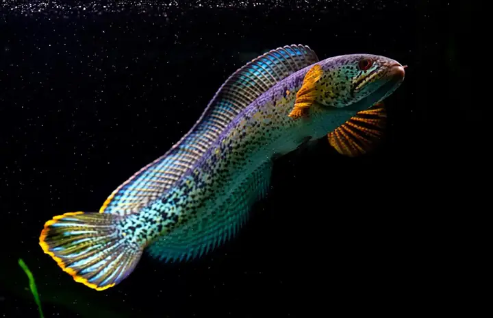 Cá Lóc Cảnh Cá Lóc Cảnh