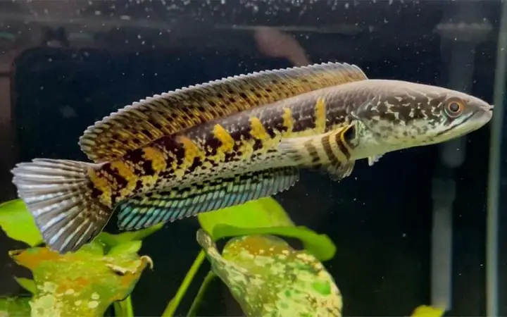 Cá Lóc Trân Châu Vàng: Đặc Điểm, Giá Trị Và Kinh Nghiệm Nuôi Thương Phẩm