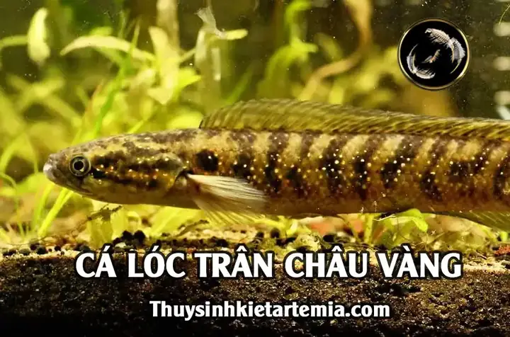 Cá Lóc Trân Châu Vàng: