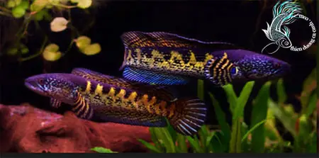 Cá Lóc Trống Mái