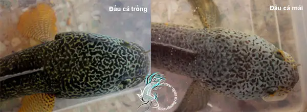Cá Lóc Trống Mái