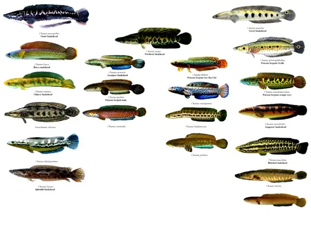 Cá Lóc Vảy Rồng Malaysia: Loài Cá Độc Đáo Từ Đất Nước Chùa Tháp