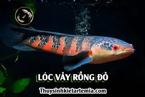 Cá Lóc Vảy Rồng Malaysia: Loài Cá Độc Đáo Từ Đất Nước Chùa Tháp