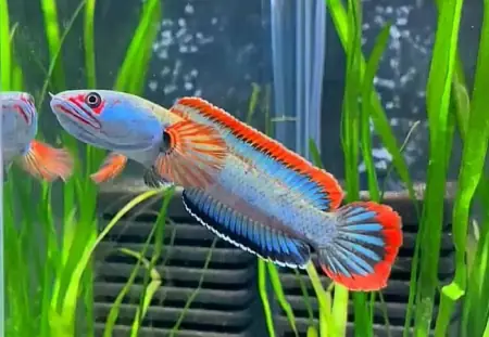 Cá Lóc Vây Xanh Lửa Băng - Vi Sinh Cá Cảnh Aquarium Care