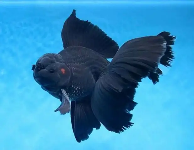 Cá Mắt Lồi Đa Sắc