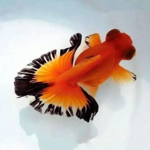 Các Chương Trình Khuyến Mãi