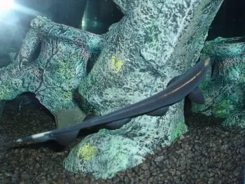 Bể Nuôi Cá Lông Vũ