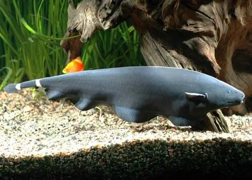 Cá Lông Vũ Giá Bao Nhiêu Tiền? Mua, Bán Ở Đâu