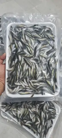 Cá Lòng Ròng Cá Lòng Ròng