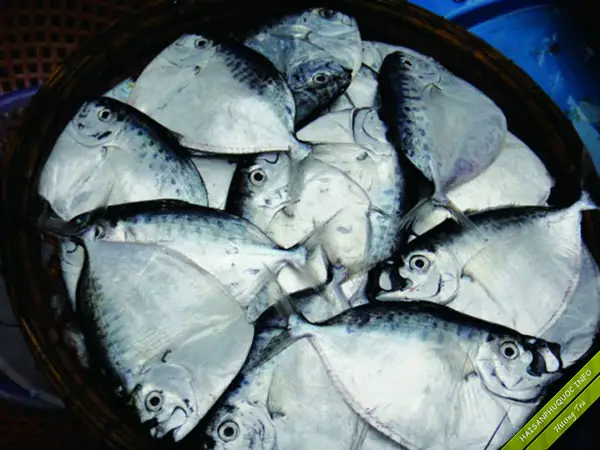 Cá Lưỡi Búa Nước Ngọt: Loài Cá Kỳ Lạ Và Những Điều Thú Vị