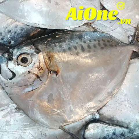 Cá Lưỡi Búa Nước Ngọt: Loài Cá Kỳ Lạ Và Những Điều Thú Vị